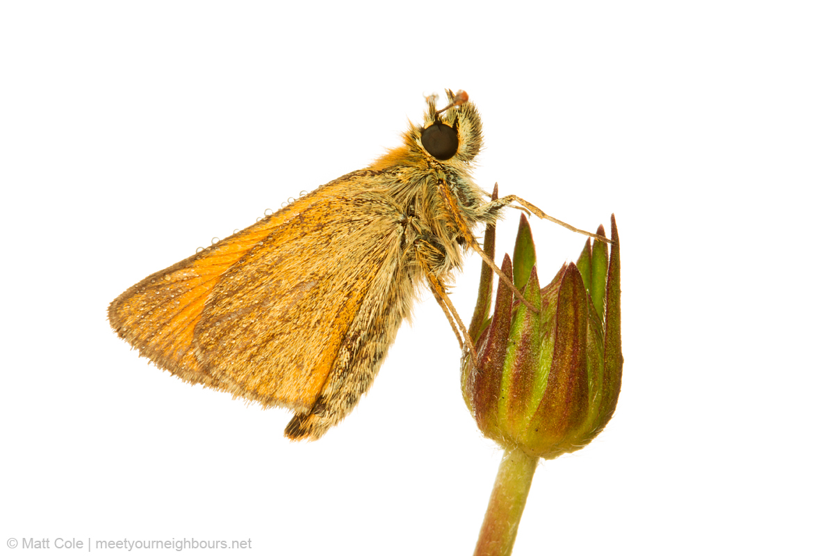 MYN Small Skipper